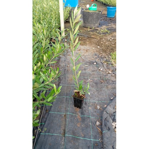 Olivo Arbosana