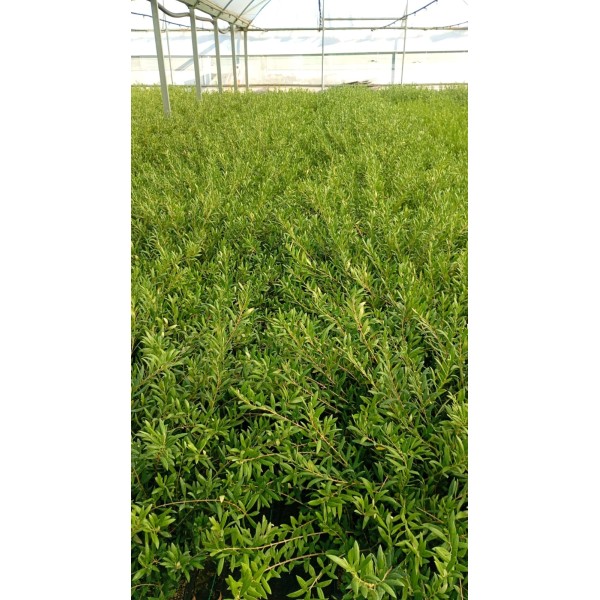 Olivo Arbosana 2