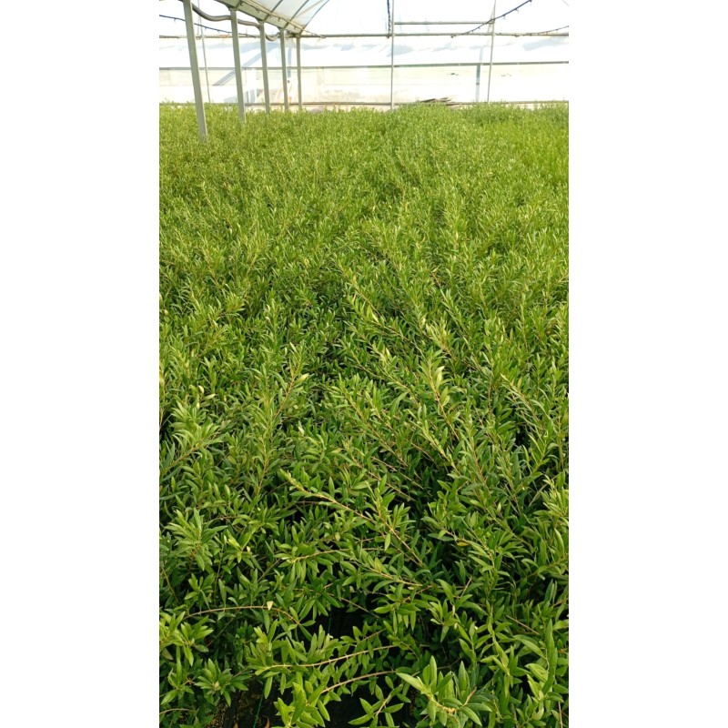 Olivo Arbosana