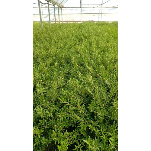 Olivo Arbosana