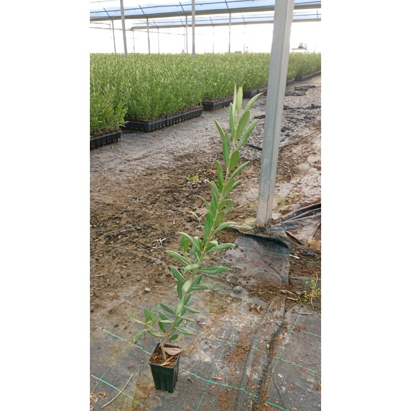 Olivo Arbosana