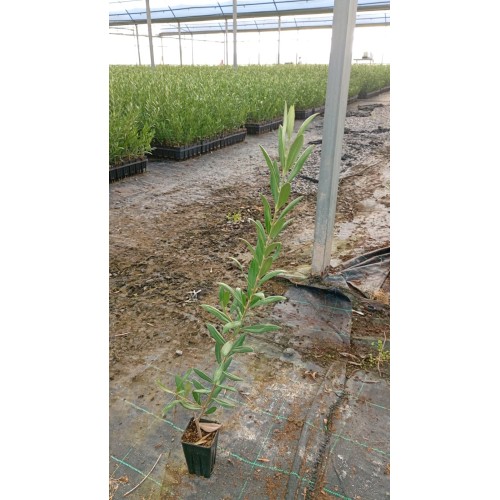 Olivo Arbosana