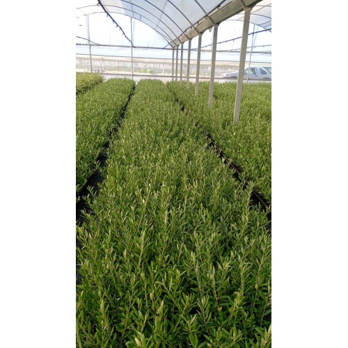 Olivo Arbosana