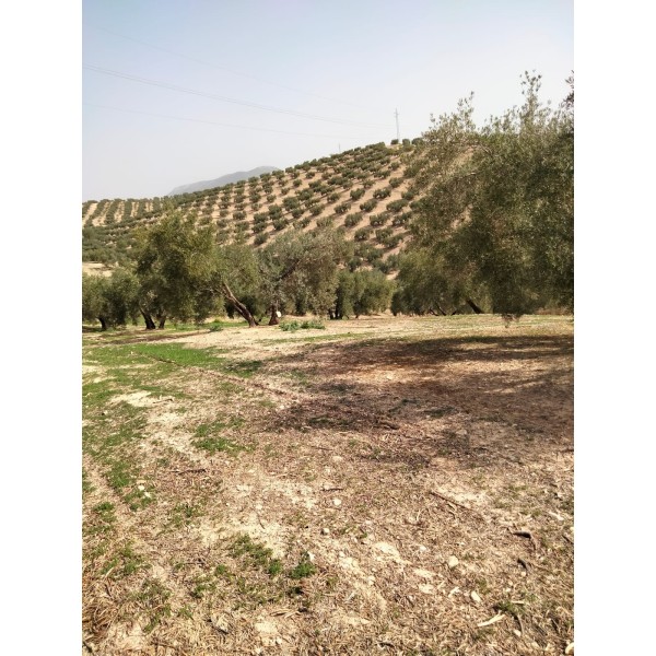 Olivar de secano en Atarfe, Granada