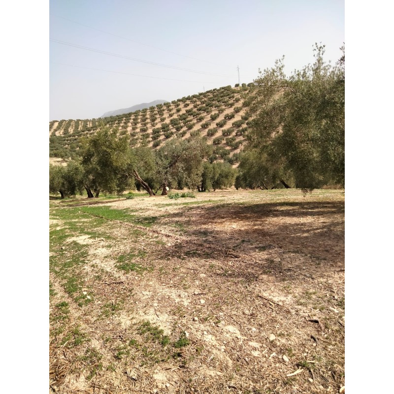 Olivar de secano en Atarfe, Granada