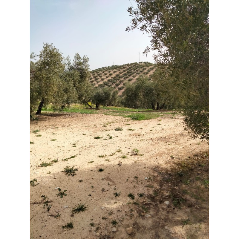 Olivar de secano en Atarfe, Granada