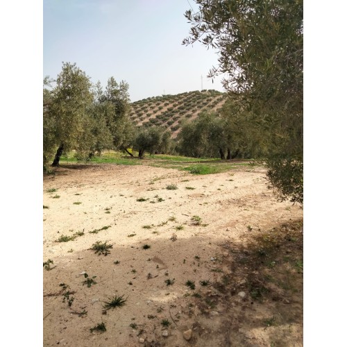 Olivar de secano en Atarfe, Granada