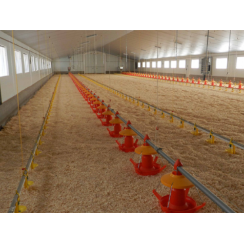Equipamiento para granja avícola de engorde de pavos