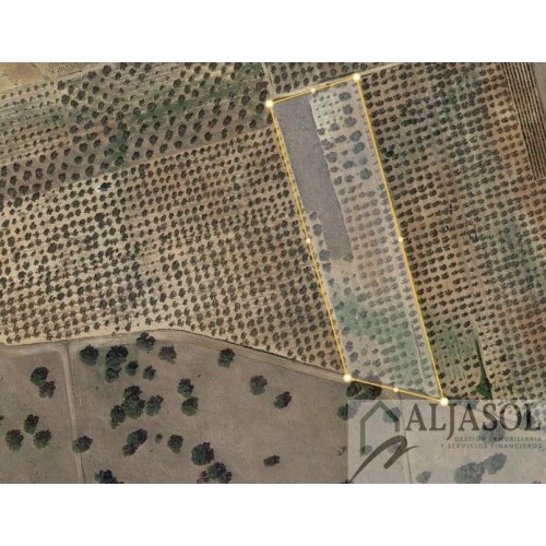Finca rústica 1,56 HA con olivos y cepas - Chucena (Huelva)