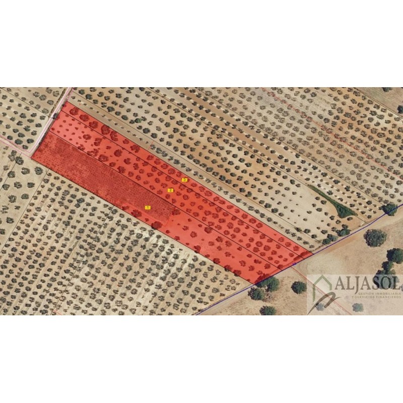 Finca rústica 1,56 HA con olivos y cepas - Chucena (Huelva)