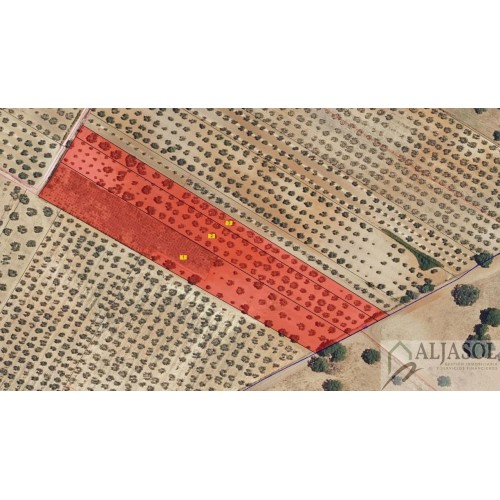 Finca rústica 1,56 HA con olivos y cepas - Chucena (Huelva)