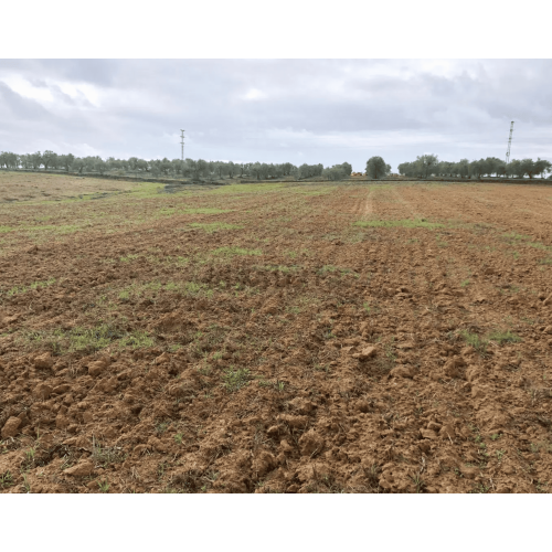 Finca rústica 25.000 M2 - Chucena (Huelva)