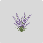 Aromáticas y medicinales